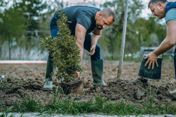 Best Tree Trimming and Pruning  in Roebuck, SC